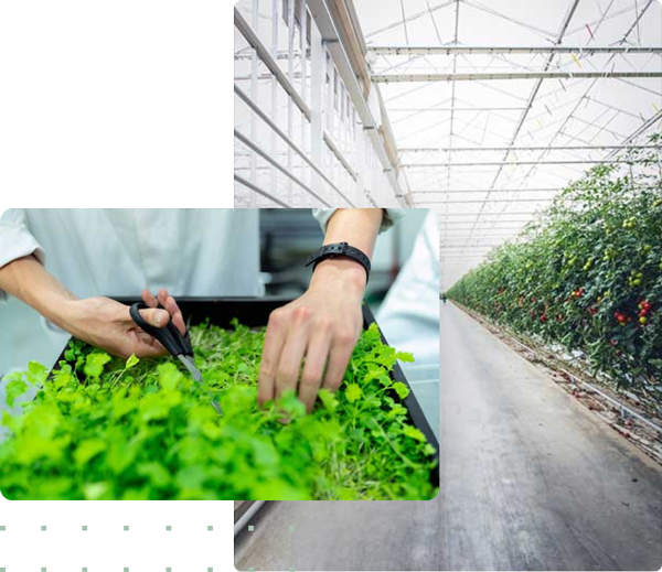 Home Crop Care home-crop-care